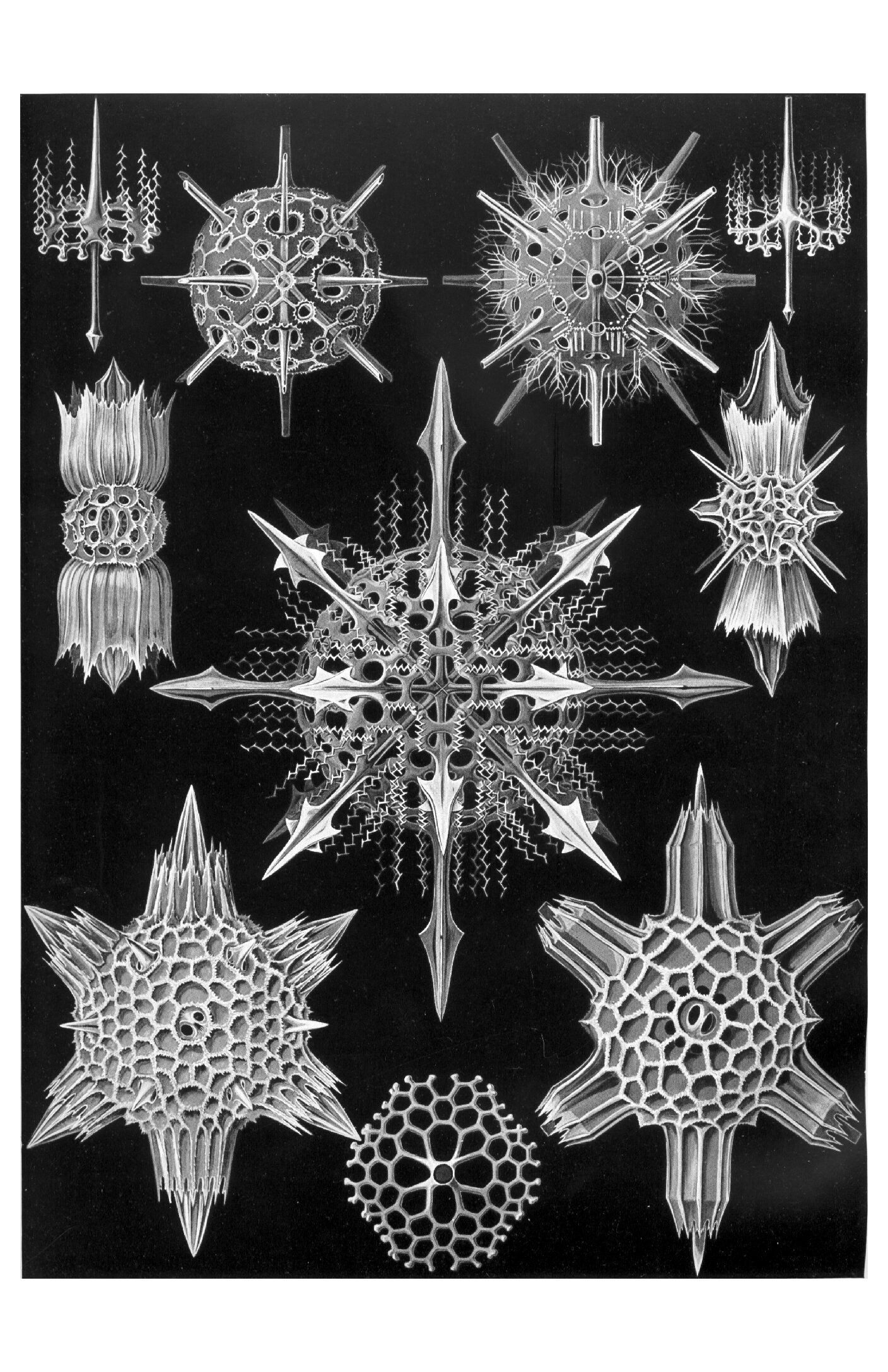 Haeckel - Acanthophracta