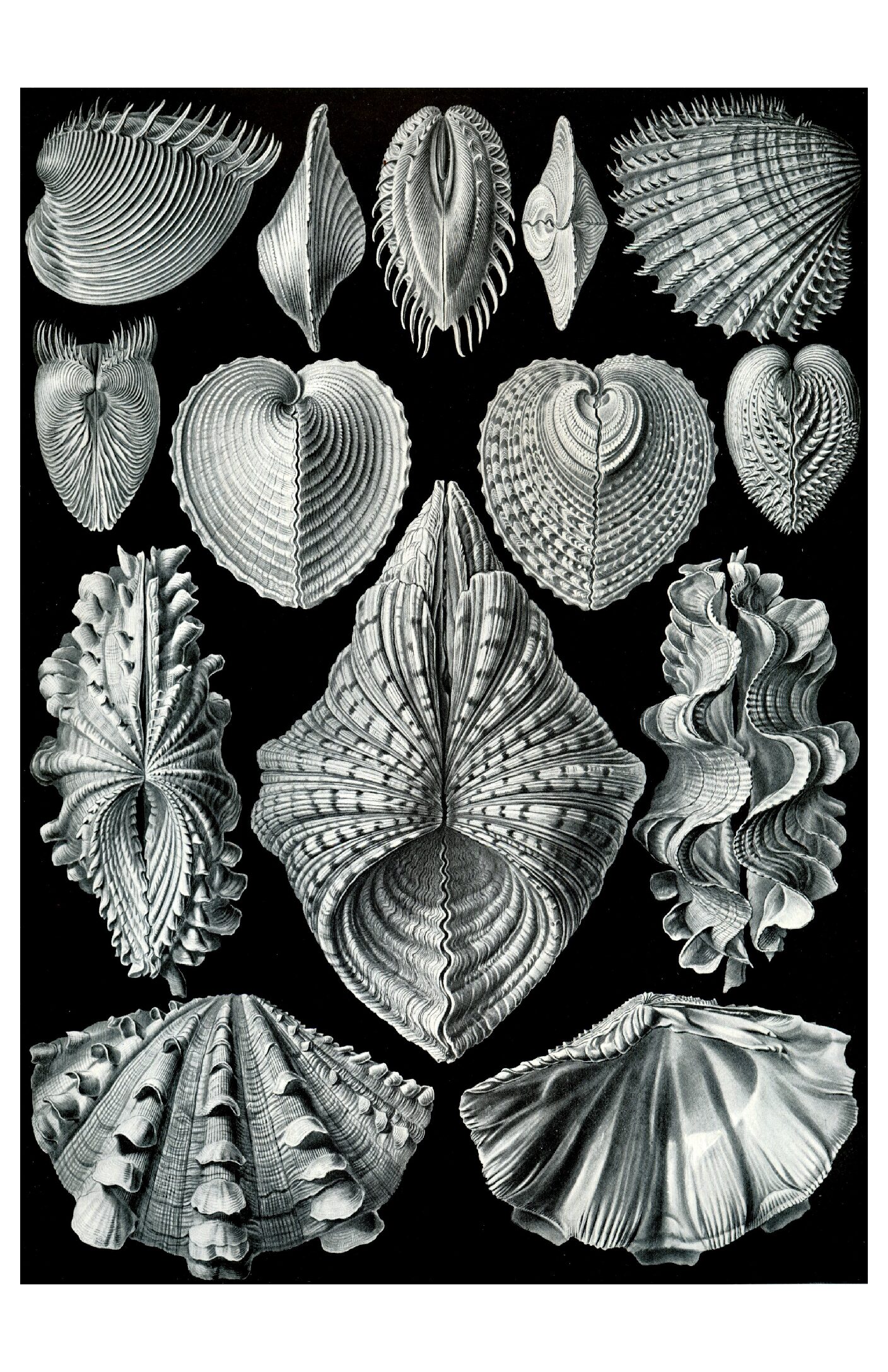 Haeckel - Acephala