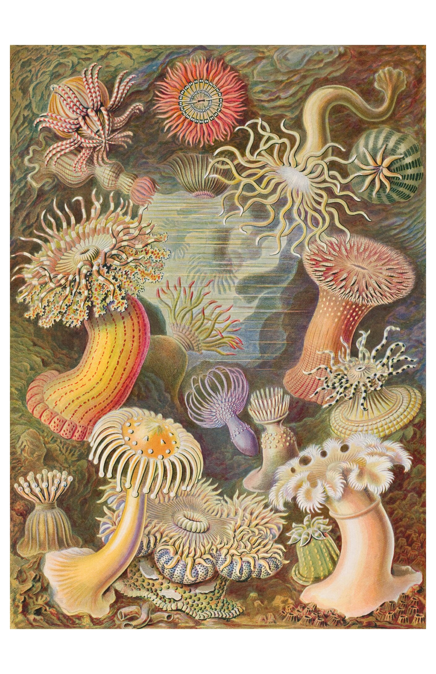 Haeckel - Actiniae