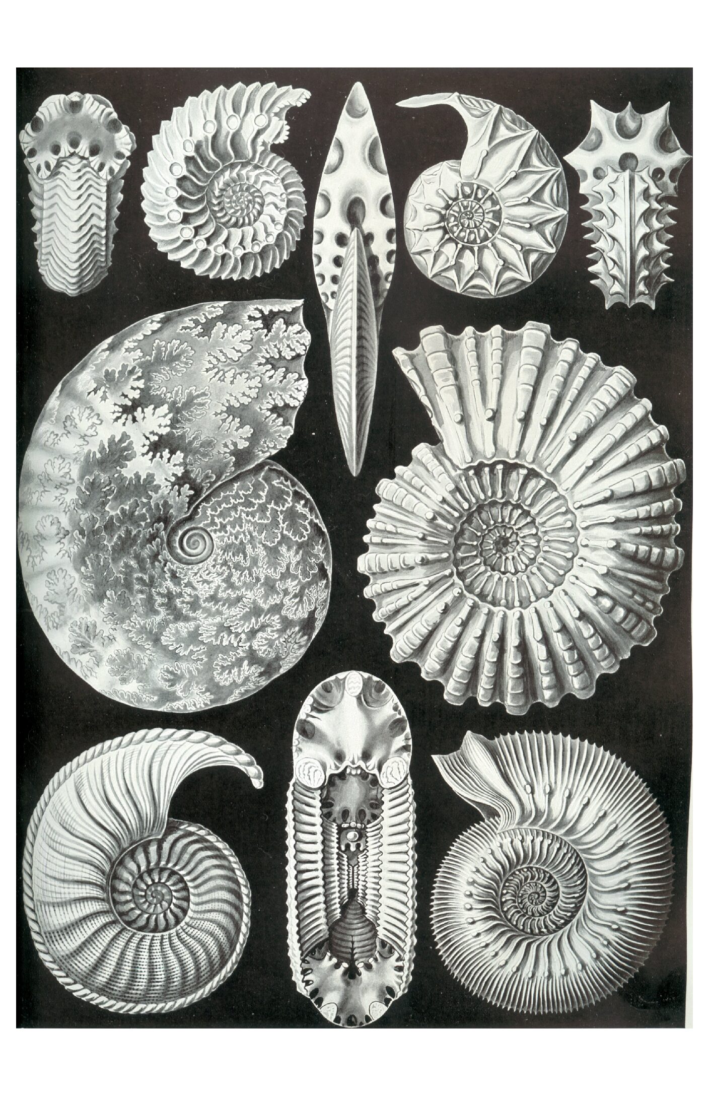 Haeckel - Ammonitida