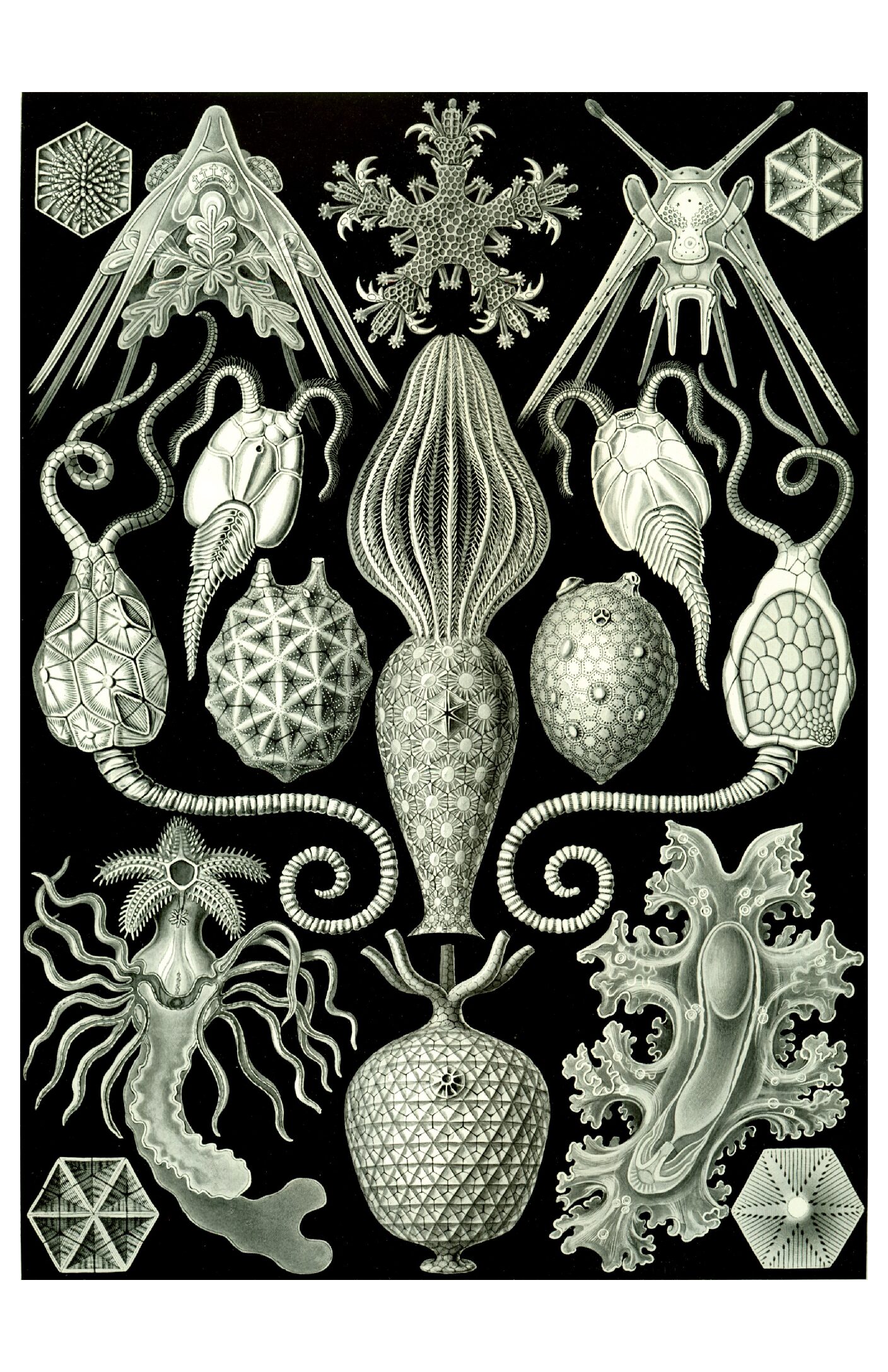 Haeckel - Amphoridea