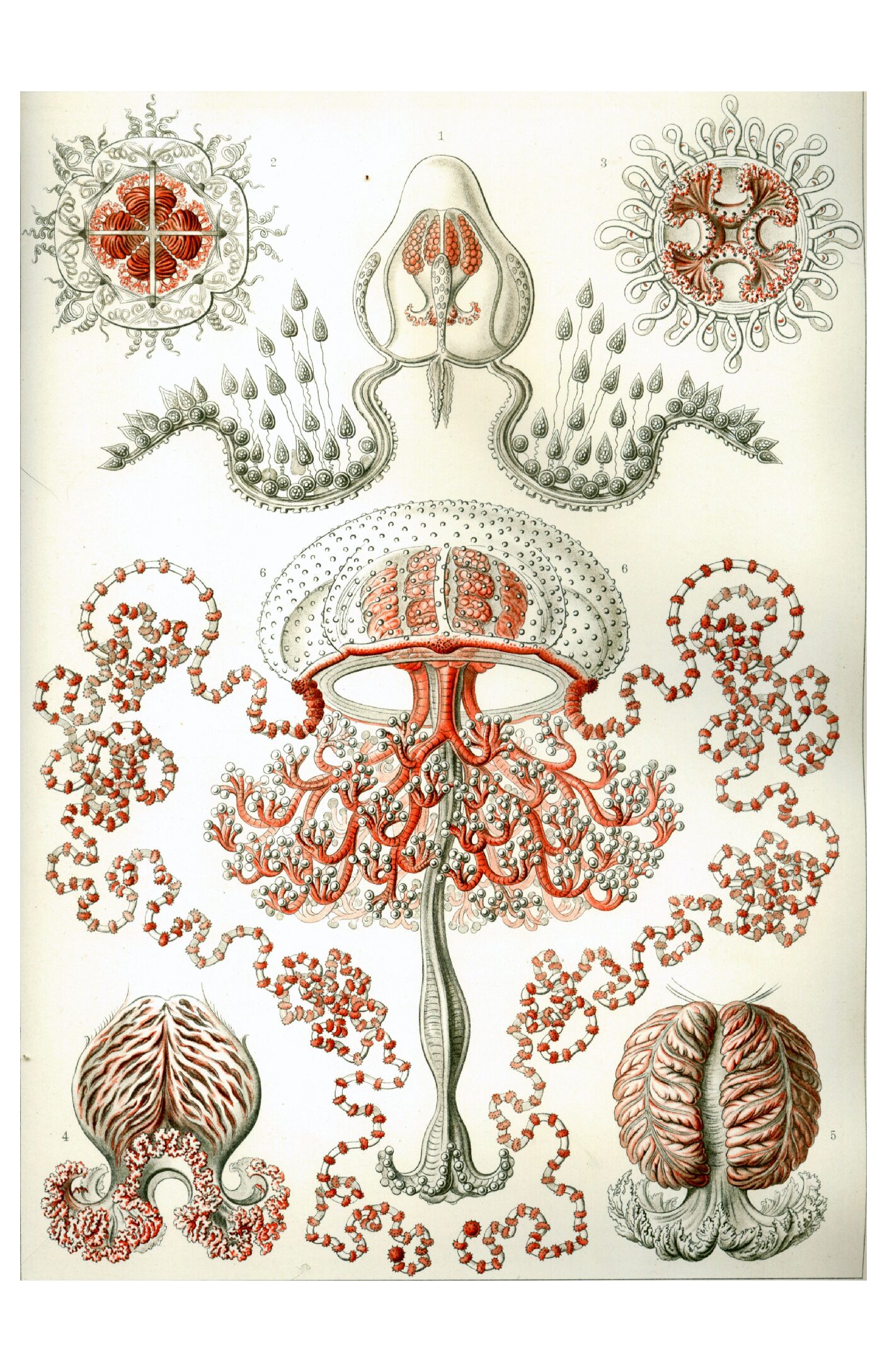 Haeckel - Anthomedusae