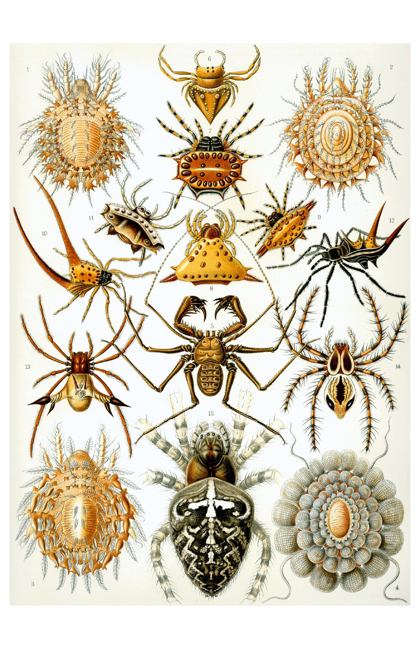 Haeckel - Arachnida