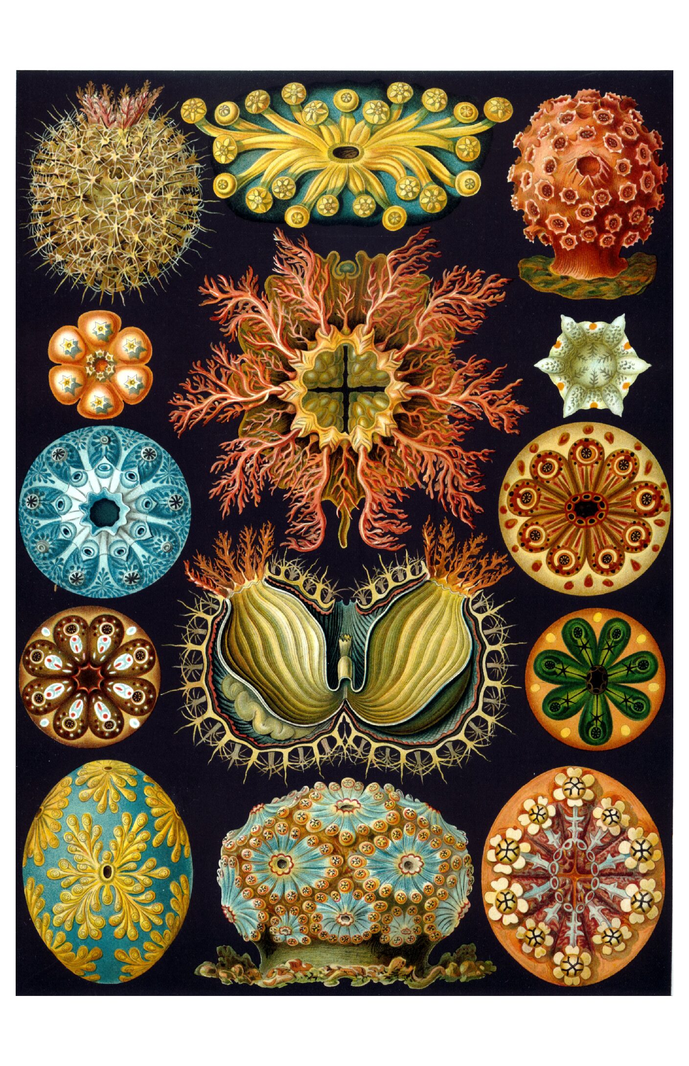 Haeckel - Ascidiae
