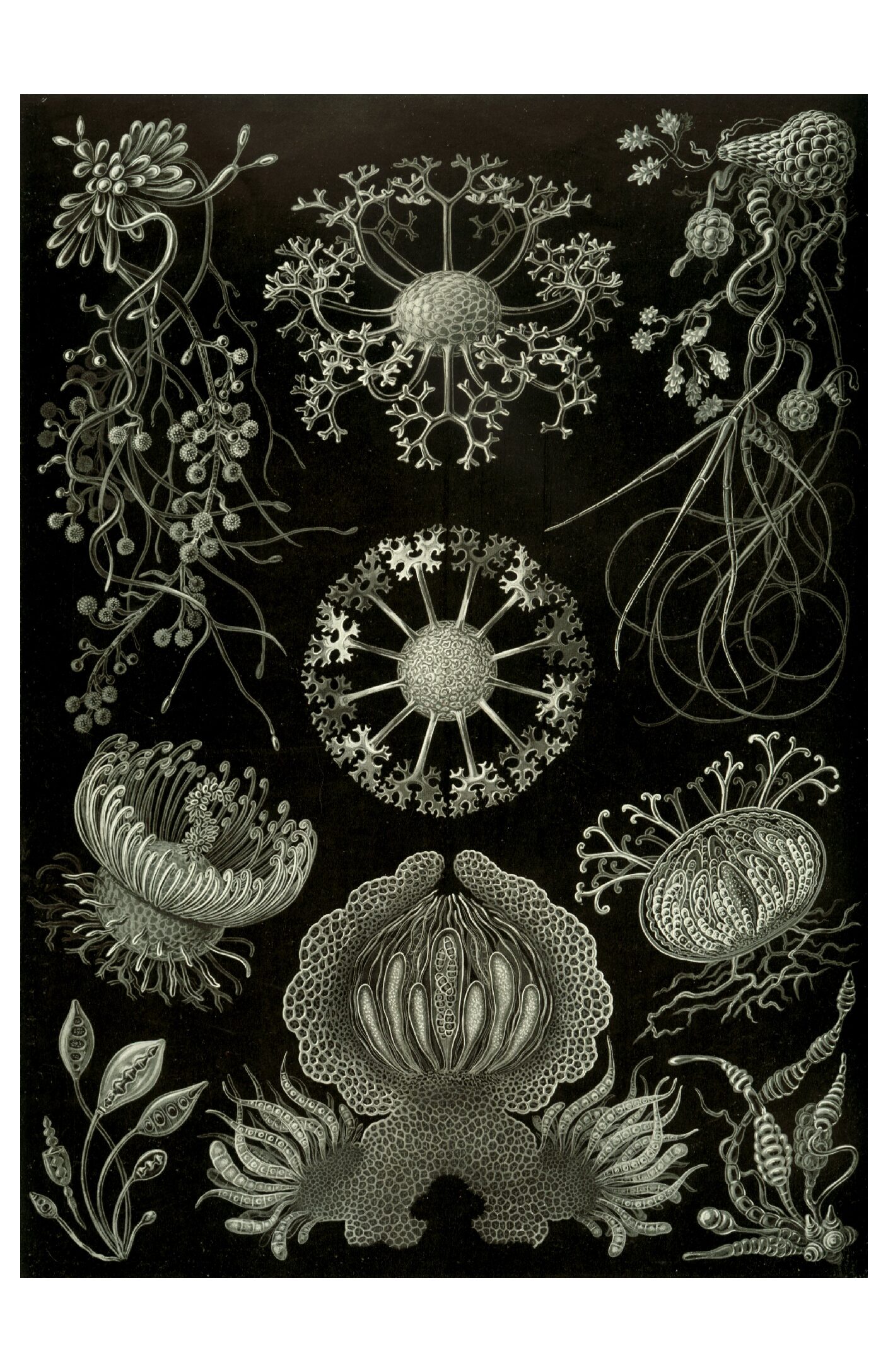 Haeckel - Ascomycetes
