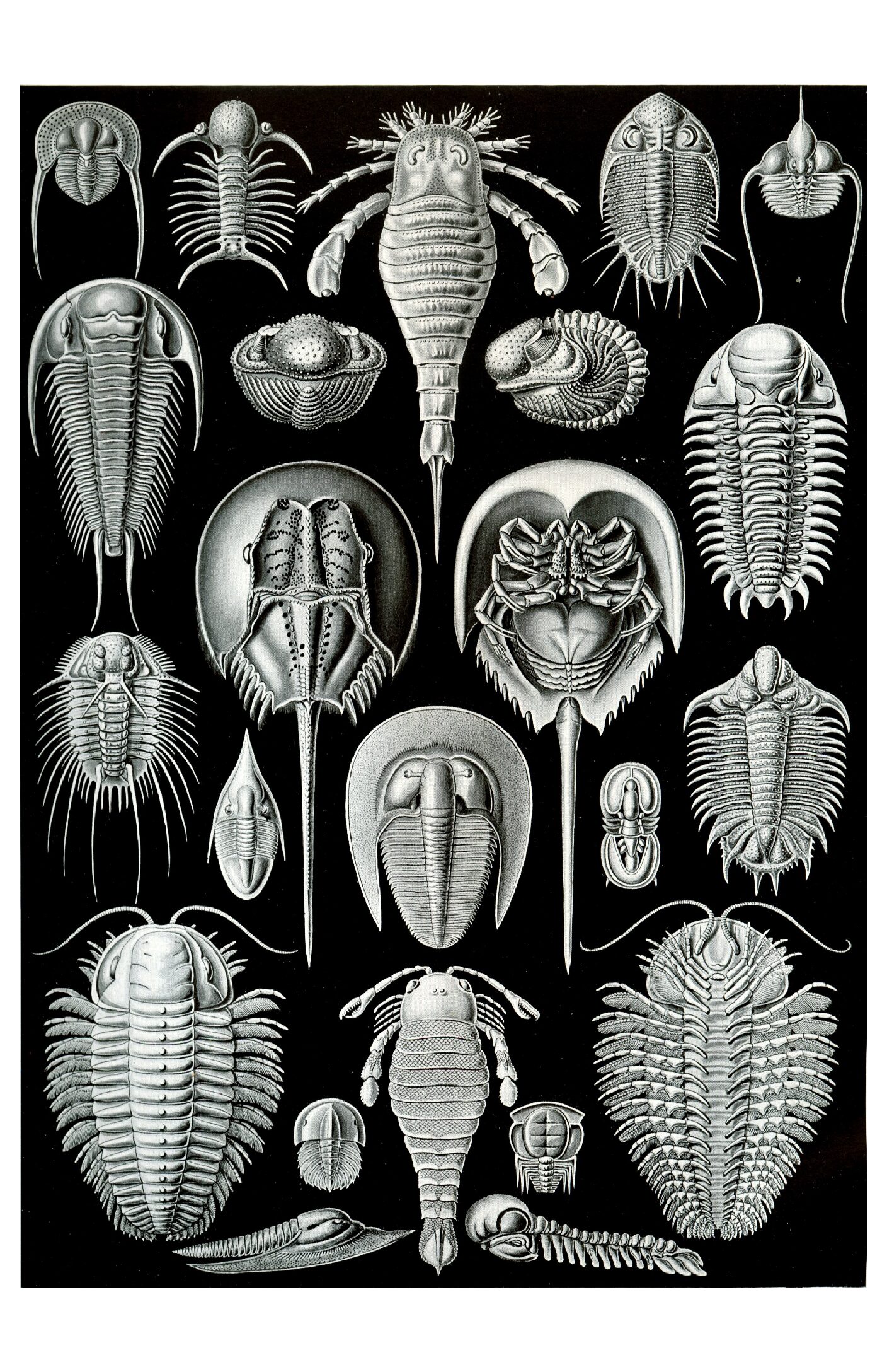 Haeckel - Aspidonia