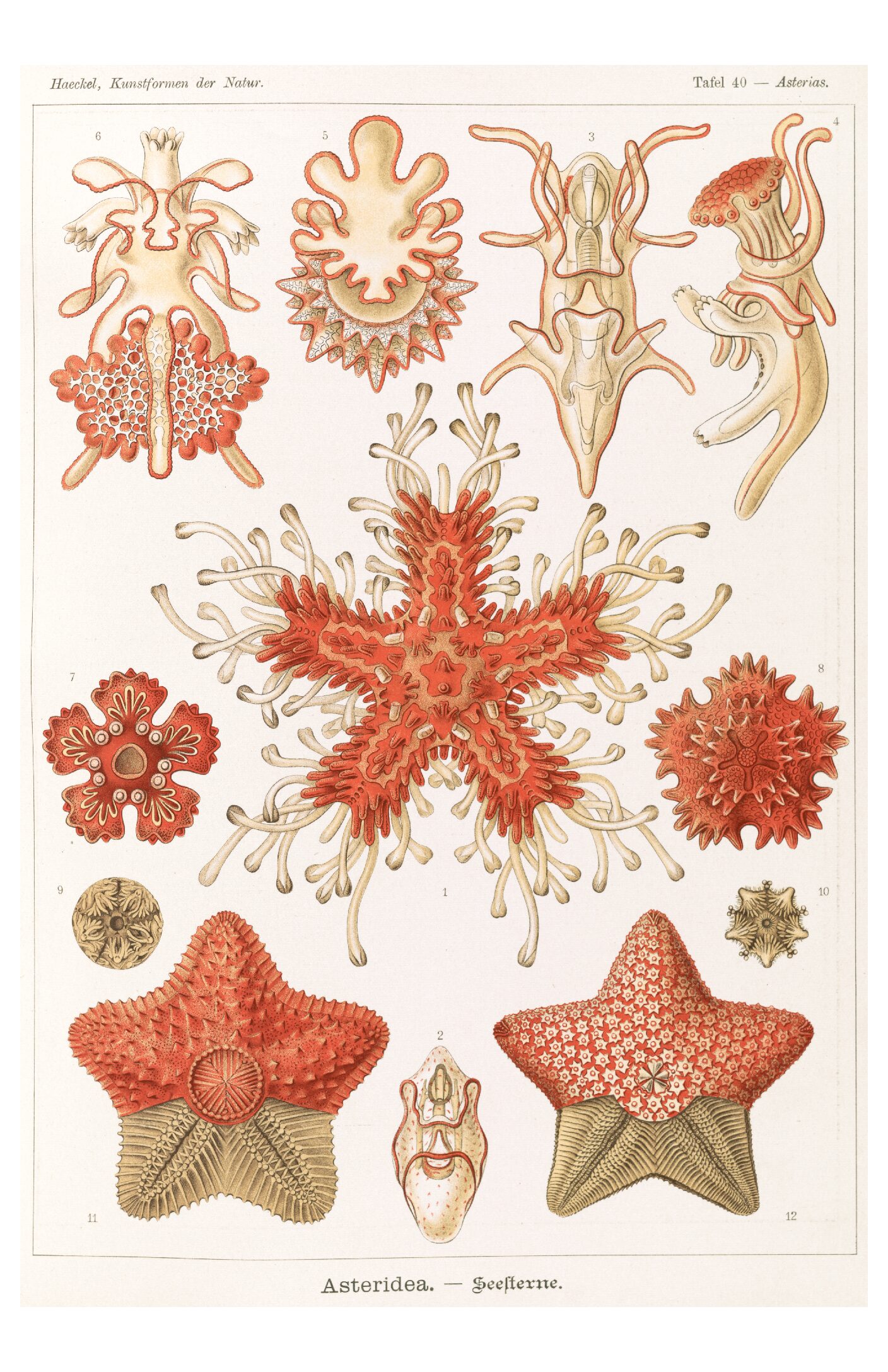 Haeckel - Asteridea