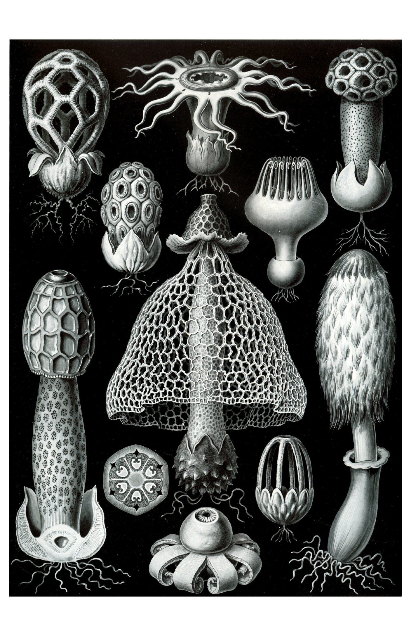 Haeckel - Basimycetes