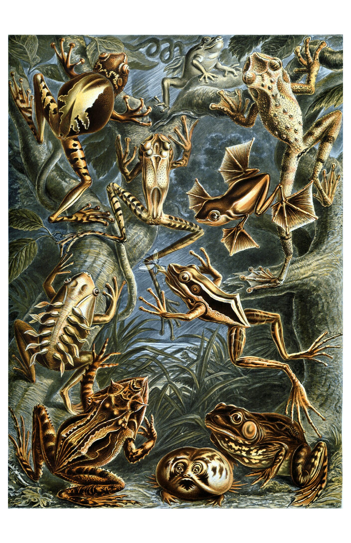 Haeckel - Batrachia